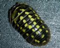 Armadillidium gestroi (cfr.)